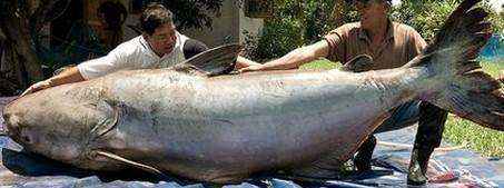世界上最大的鱼（世界上最大的鱼有多大?）-大盘站插图