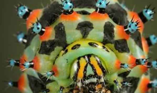 世界上最可怕的昆虫排名（地球上最恐怖怪异的十大昆虫）-大盘站插图4