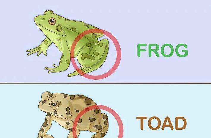 蟾蜍和青蛙的区别（蟾蜍和青蛙有什么不同之处）-大盘站插图