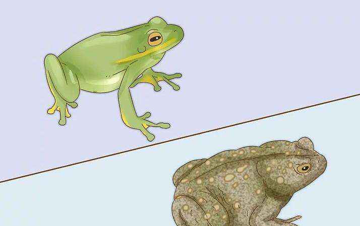 蟾蜍和青蛙的区别（蟾蜍和青蛙有什么不同之处）-大盘站插图2