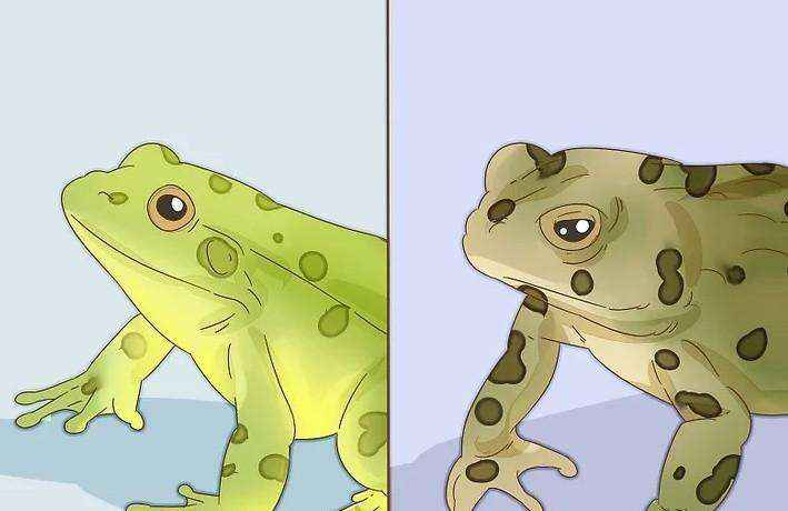 蟾蜍和青蛙的区别（蟾蜍和青蛙有什么不同之处）-大盘站插图4