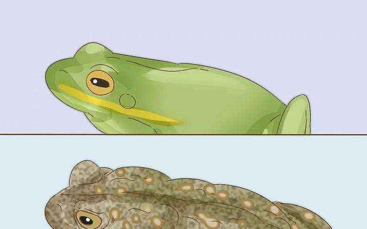 蟾蜍和青蛙的区别（蟾蜍和青蛙有什么不同之处）-大盘站插图3