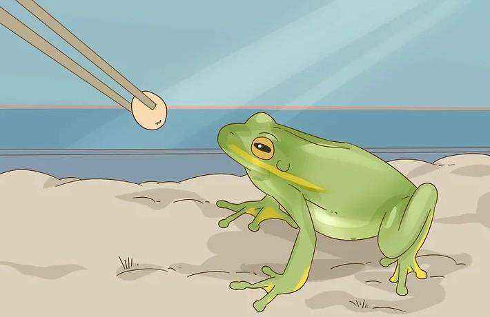 蟾蜍和青蛙的区别（蟾蜍和青蛙有什么不同之处）-大盘站插图11