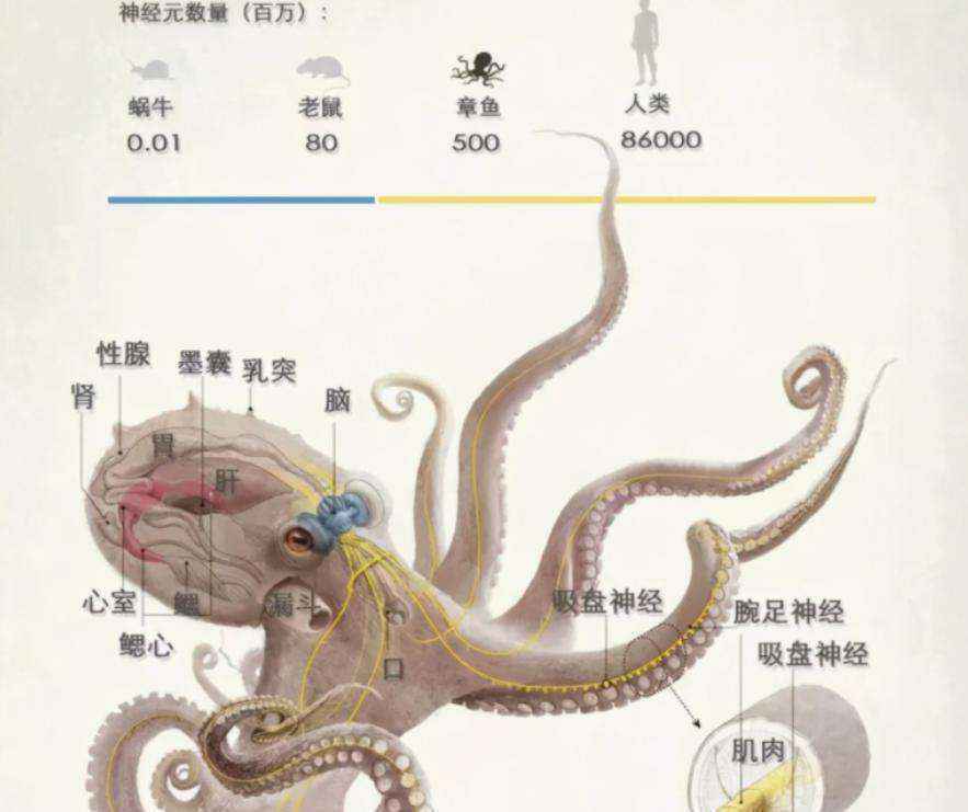 章鱼属于什么类动物（章鱼是二栖类动物还是鱼类动物）-大盘站插图2