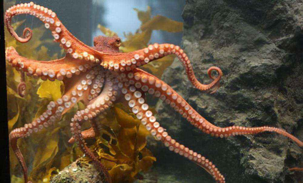 章鱼属于什么类动物（章鱼是二栖类动物还是鱼类动物）-大盘站插图6