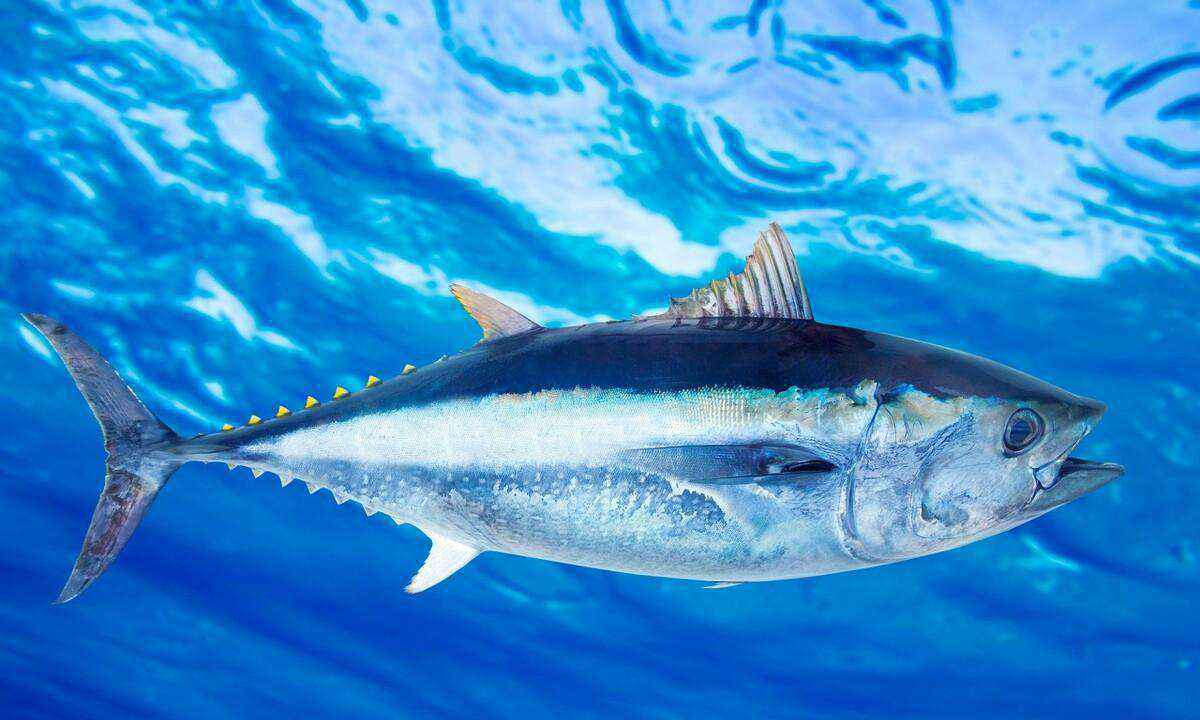 世界上最贵的鱼（世界上最稀有昂贵的鱼是什么鱼）-大盘站插图1