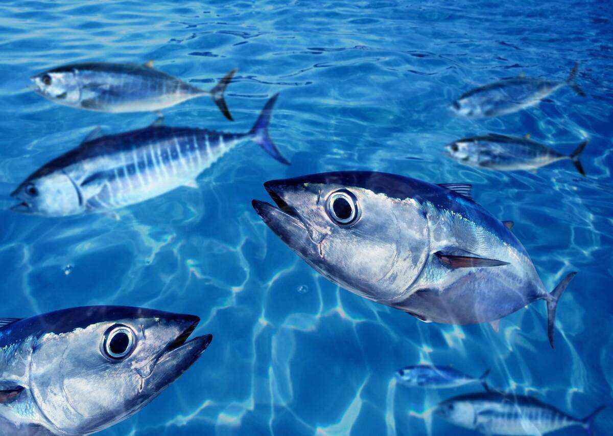 世界上最贵的鱼（世界上最稀有昂贵的鱼是什么鱼）-大盘站插图6