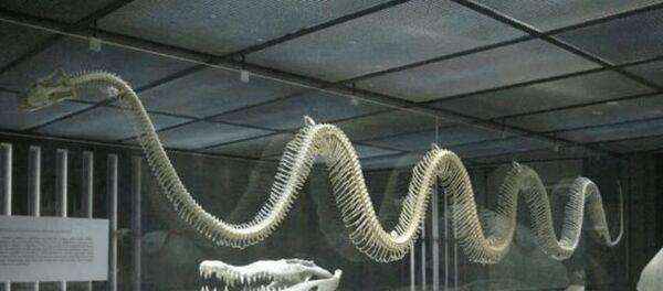 世界上最大的蛇王（世界公认的最大的蛇是什么名字）-大盘站插图6