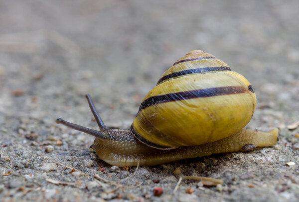 野生蜗牛在家怎么养（野生蜗牛可以养吗）-大盘站插图8