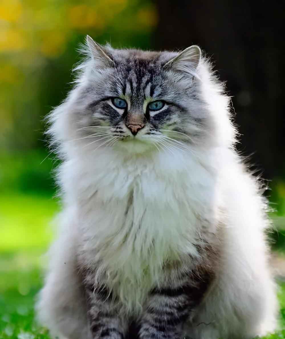 俄罗斯猫品种（俄罗斯什么猫品种最出名）-大盘站插图2