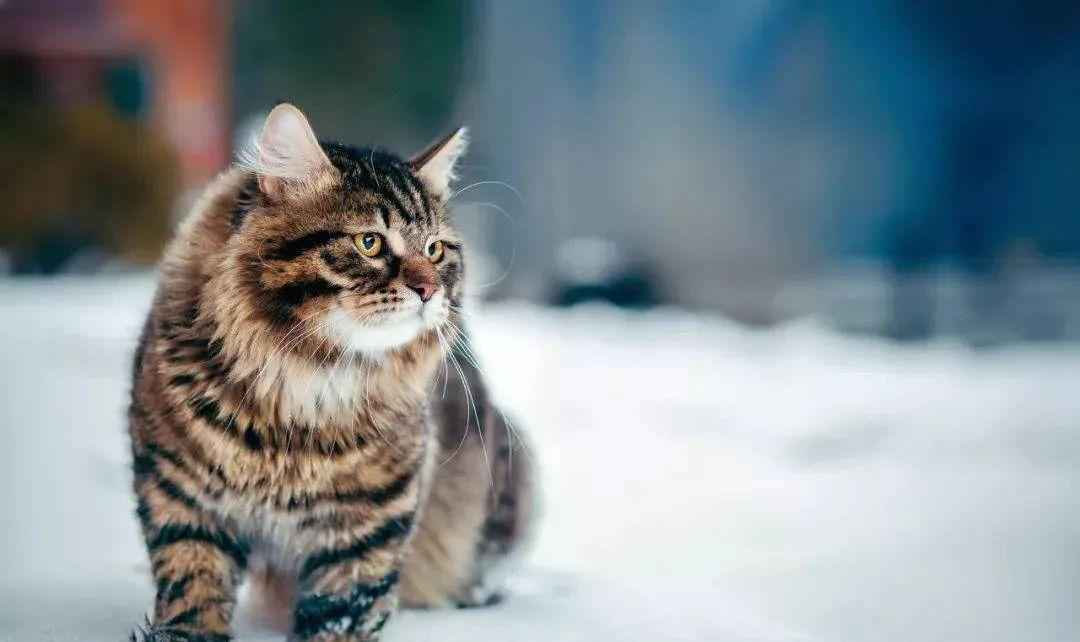 俄罗斯猫品种（俄罗斯什么猫品种最出名）-大盘站插图4