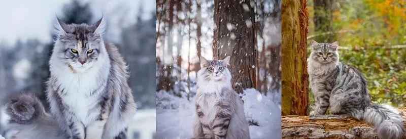 俄罗斯猫品种（俄罗斯什么猫品种最出名）-大盘站插图7