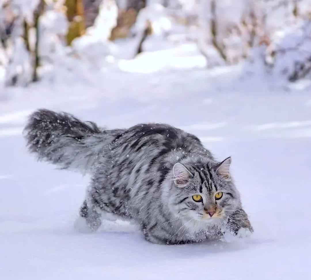 俄罗斯猫品种（俄罗斯什么猫品种最出名）-大盘站插图6