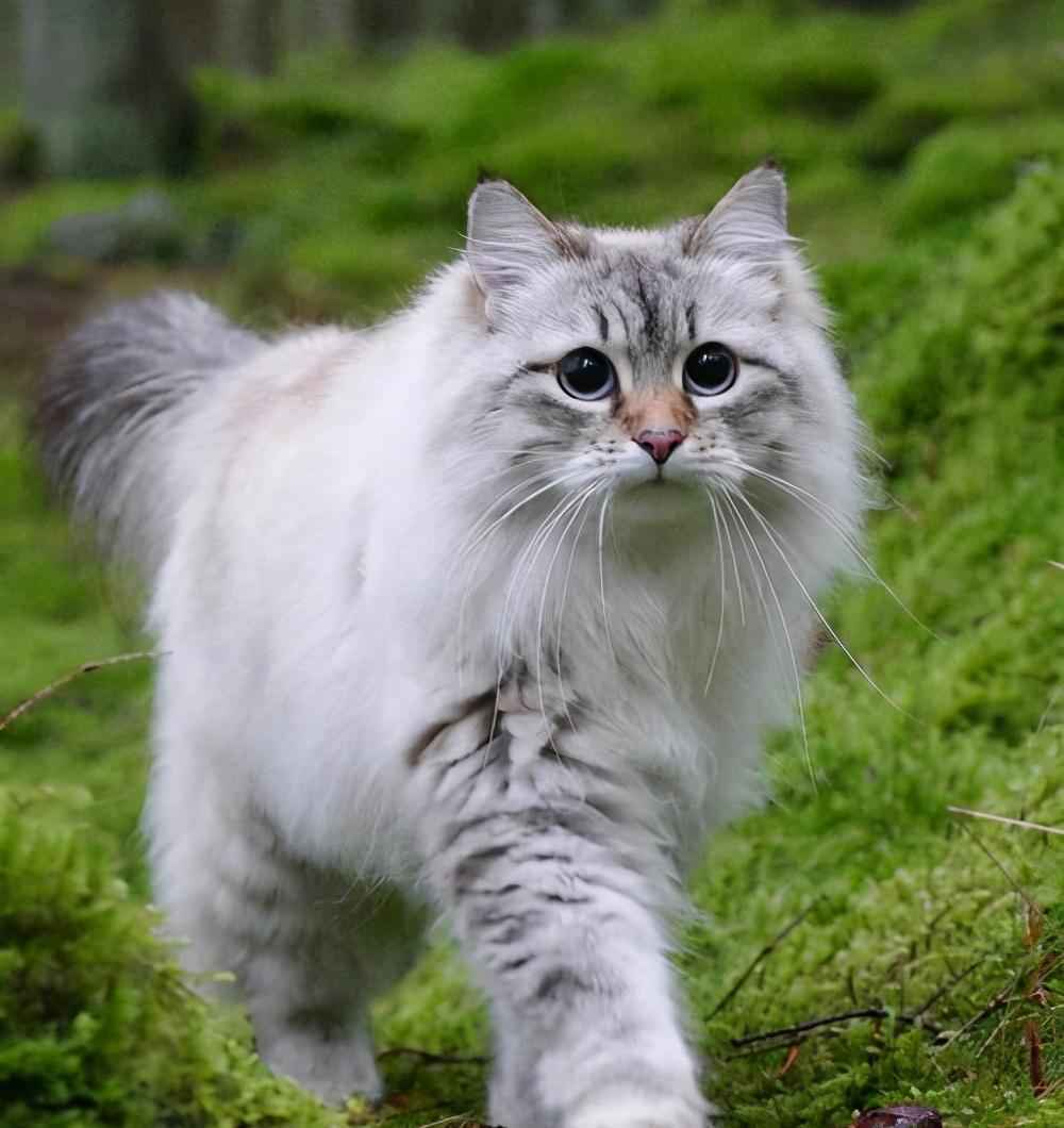 俄罗斯猫品种（俄罗斯什么猫品种最出名）-大盘站插图8