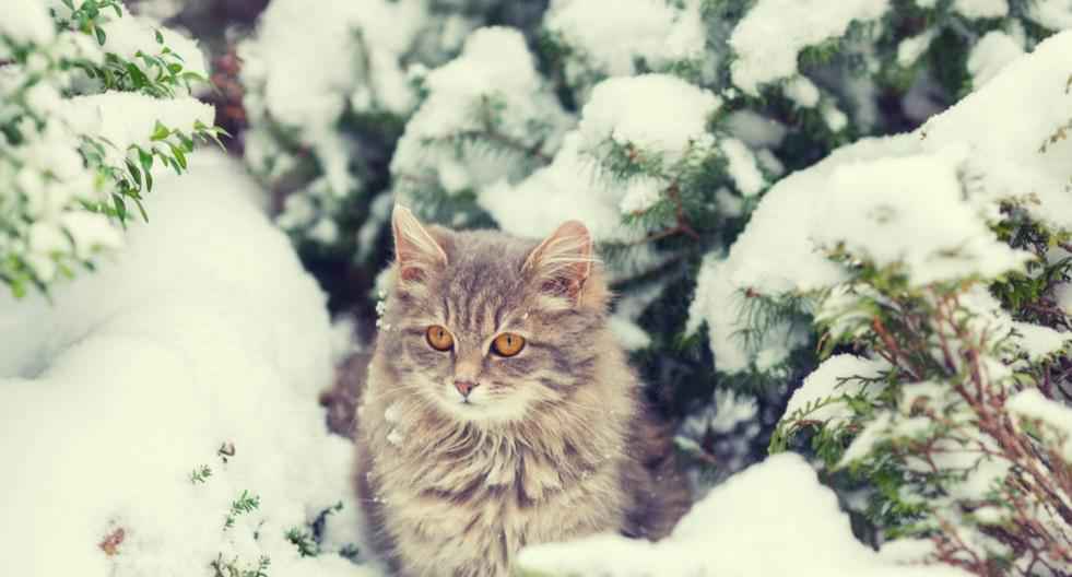 俄罗斯猫品种（俄罗斯什么猫品种最出名）-大盘站插图9