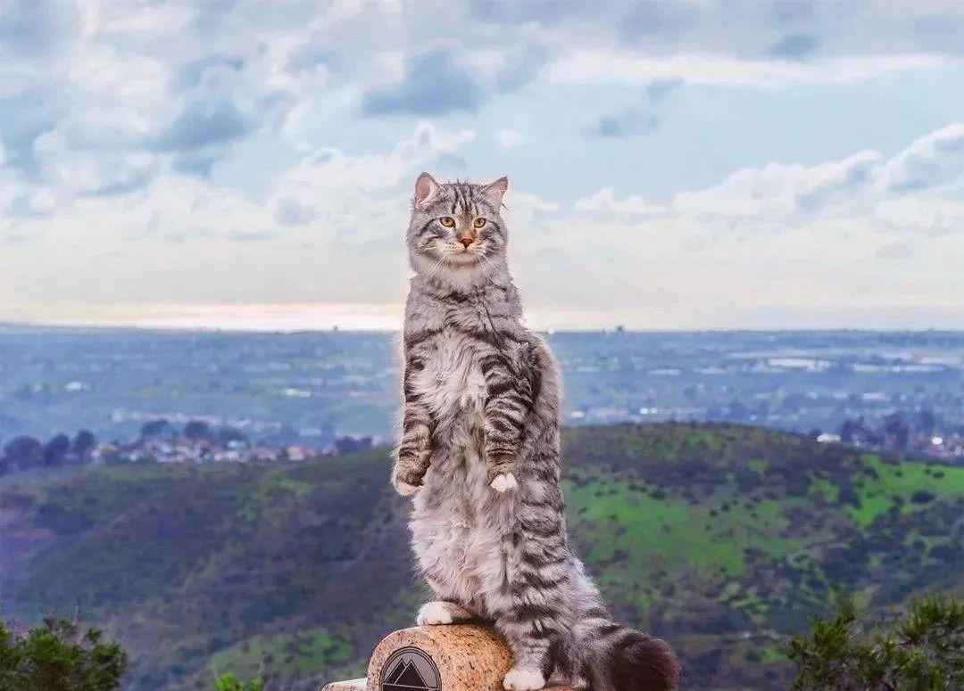俄罗斯猫品种（俄罗斯什么猫品种最出名）-大盘站插图12
