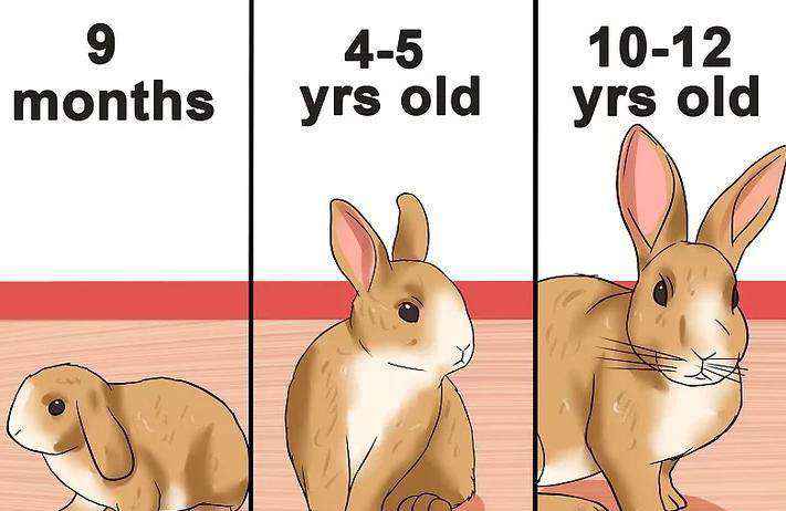 怎么判断兔子几个月了（如何才能辨别兔子的实际年龄）-大盘站插图