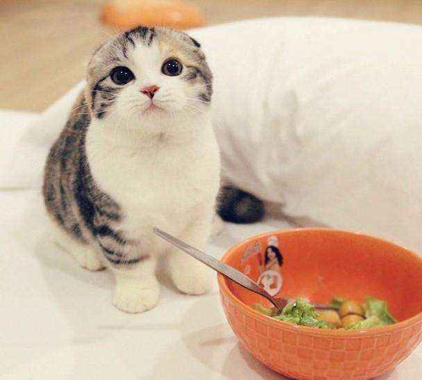 猫挑食怎么办不吃猫粮（小猫不吃猫粮但又要叫 ）-大盘站插图3