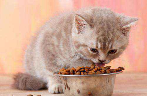 猫挑食怎么办不吃猫粮（小猫不吃猫粮但又要叫 ）-大盘站插图2