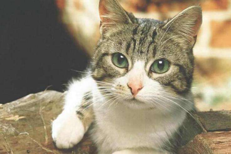 最忠诚的猫前十名（世界上公认最听话最忠诚的猫排名）-大盘站插图1