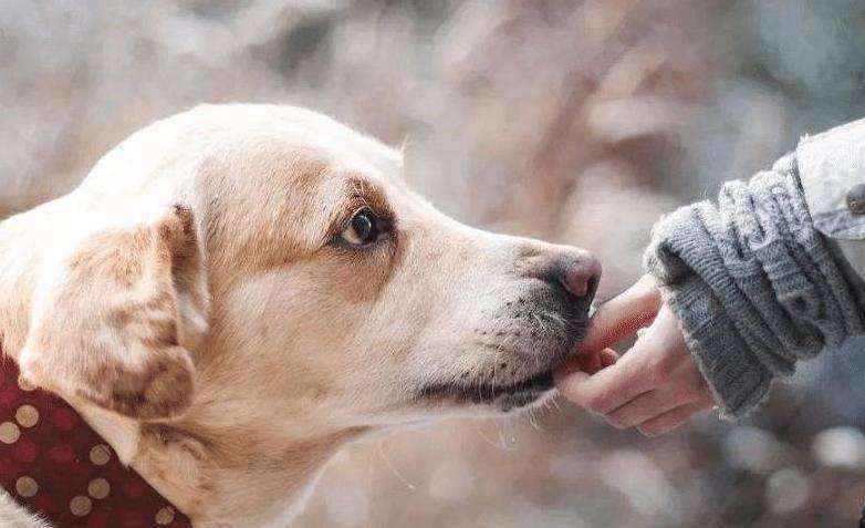 为什么狗狗喜欢舔人（狗狗为什么喜欢舔主人的手）-大盘站插图
