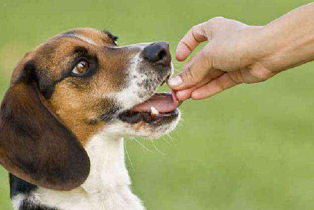 为什么狗狗喜欢舔人（狗狗为什么喜欢舔主人的手）-大盘站插图4