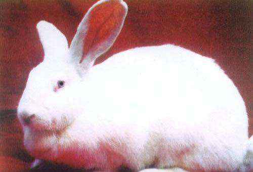 宠物兔中最漂亮的排名（十大最漂亮的兔子）-大盘站插图1