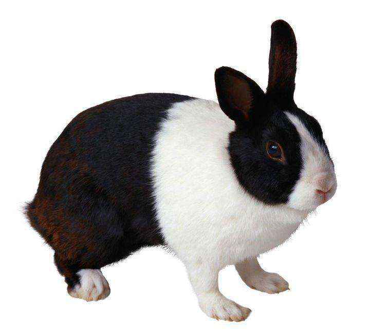 宠物兔中最漂亮的排名（十大最漂亮的兔子）-大盘站插图2
