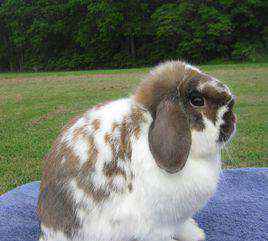 宠物兔中最漂亮的排名（十大最漂亮的兔子）-大盘站插图3