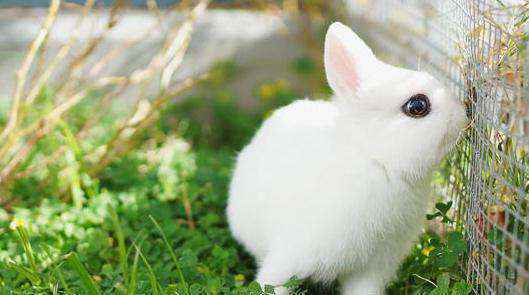 宠物兔中最漂亮的排名（十大最漂亮的兔子）-大盘站插图7