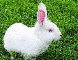 宠物兔中最漂亮的排名（十大最漂亮的兔子）-大盘站插图12