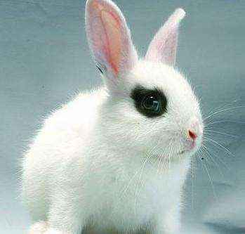 宠物兔中最漂亮的排名（十大最漂亮的兔子）-大盘站插图10