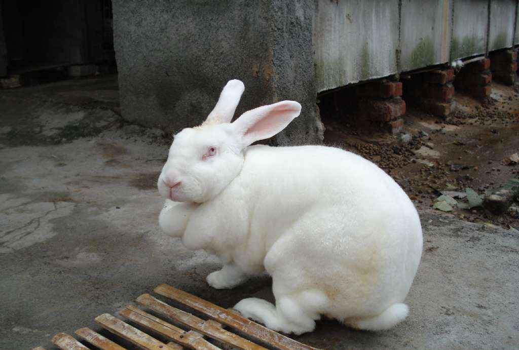 宠物兔中最漂亮的排名（十大最漂亮的兔子）-大盘站插图15