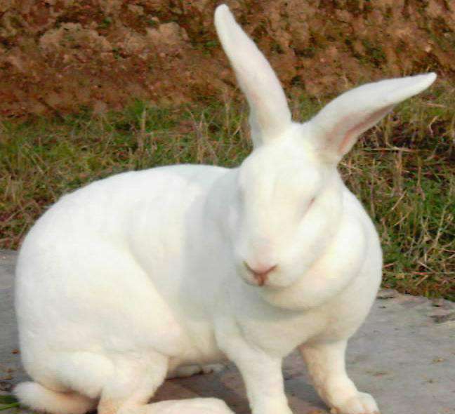宠物兔中最漂亮的排名（十大最漂亮的兔子）-大盘站插图14