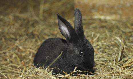 宠物兔中最漂亮的排名（十大最漂亮的兔子）-大盘站插图17