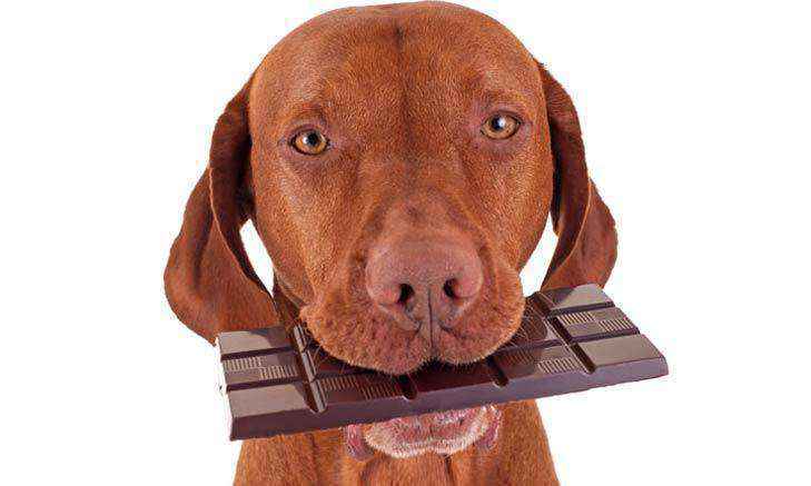 狗狗吃了巧克力怎么办（狗狗偷吃了巧克力12小时没反应）-大盘站插图