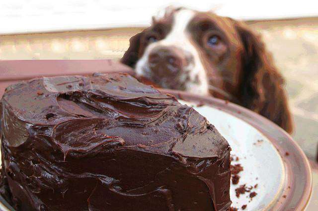 狗狗吃了巧克力怎么办（狗狗偷吃了巧克力12小时没反应）-大盘站插图1