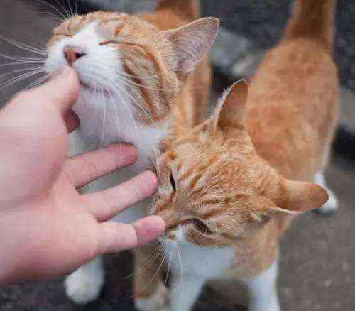 猫咪经常舔你脸可不是好事（猫咪喜欢舔脸是怎么回事）-大盘站插图1