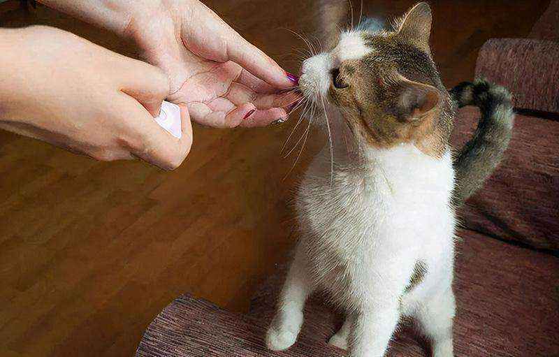 猫咪经常舔你脸可不是好事（猫咪喜欢舔脸是怎么回事）-大盘站插图4