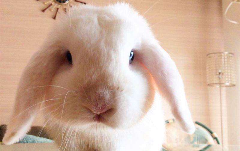 单独一只兔子会无聊吗（兔子一般是单只养还是成双养）-大盘站插图