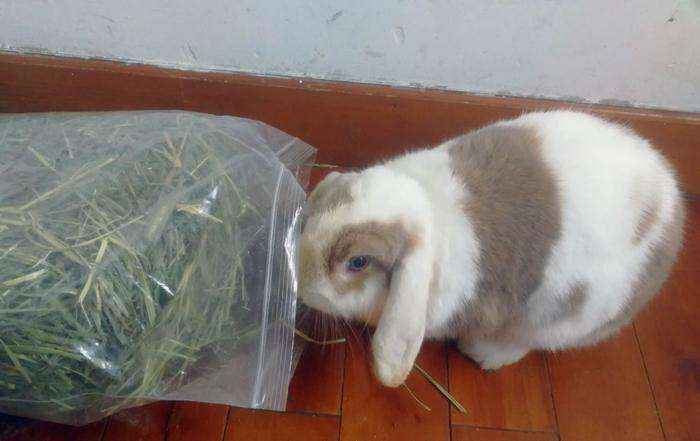 单独一只兔子会无聊吗（兔子一般是单只养还是成双养）-大盘站插图1