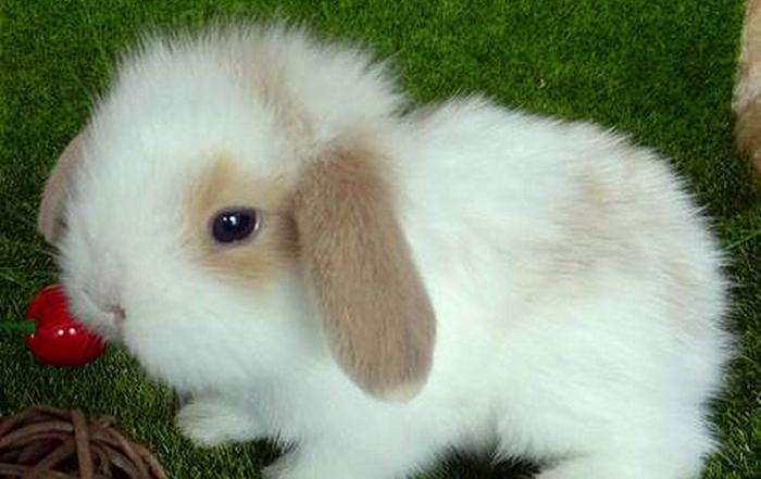 单独一只兔子会无聊吗（兔子一般是单只养还是成双养）-大盘站插图6