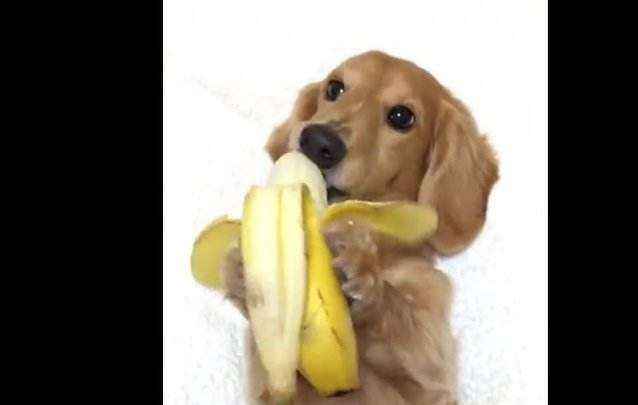 狗能吃火龙果吗（狗能吃白心或红心的火龙果吗）-大盘站插图3