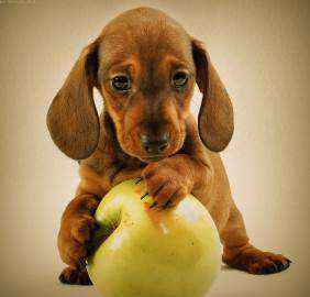 狗能吃火龙果吗（狗能吃白心或红心的火龙果吗）-大盘站插图1