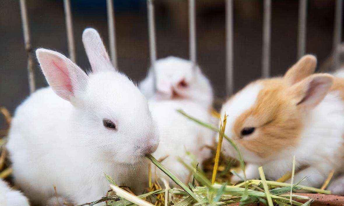 兔子一年可以繁殖几次（兔子繁殖周期多长时间）-大盘站插图3