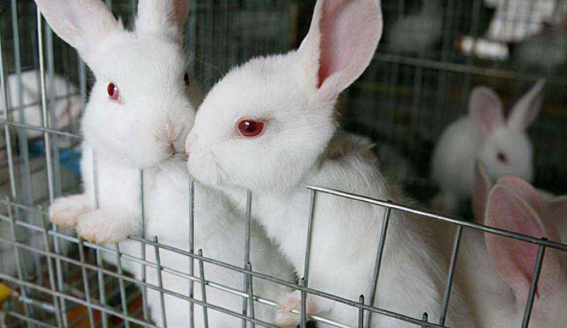 兔子一年可以繁殖几次（兔子繁殖周期多长时间）-大盘站插图6
