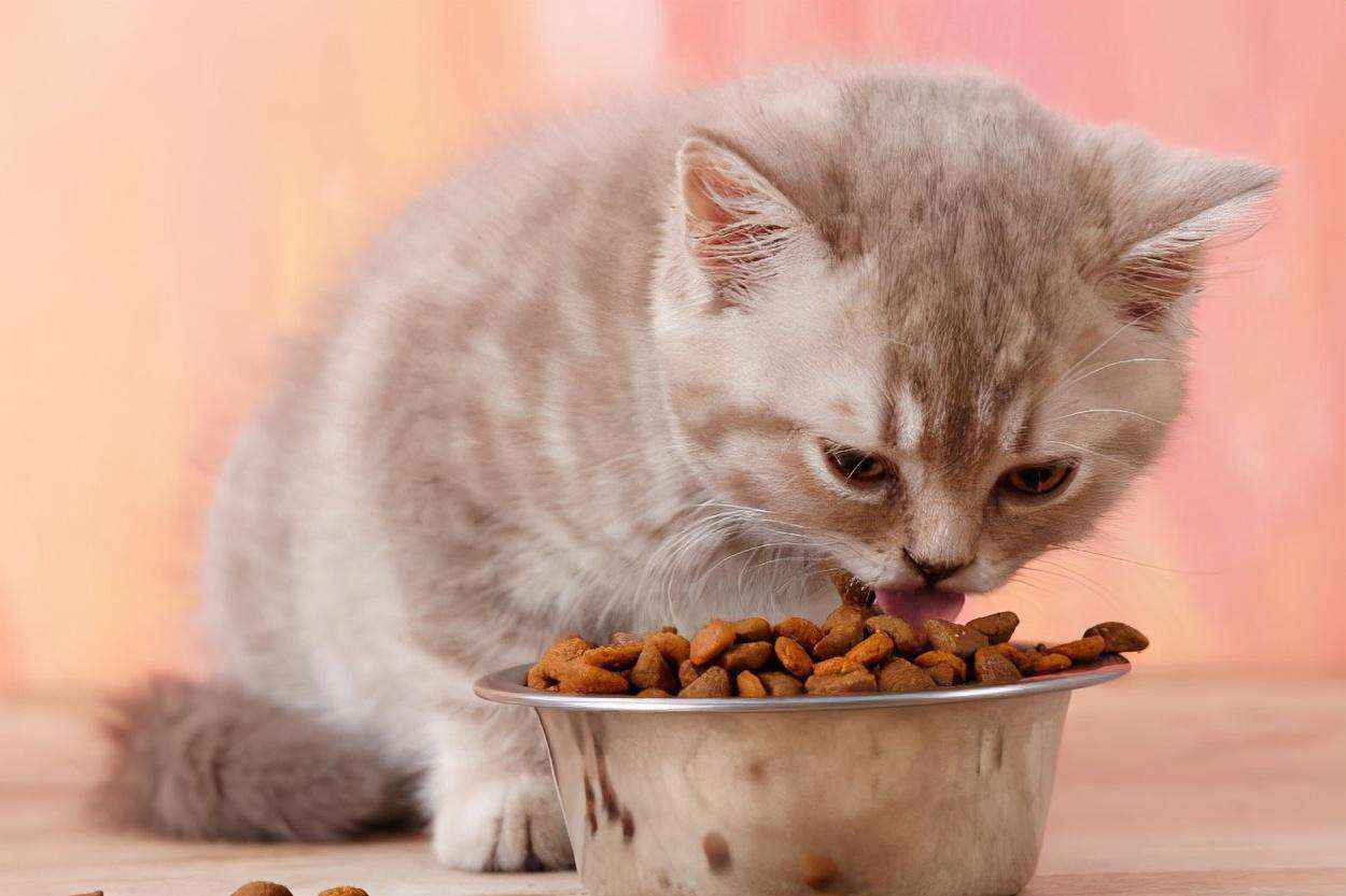 猫一天吃多少猫粮?（成年宠物猫一顿吃多少猫粮）-大盘站插图2