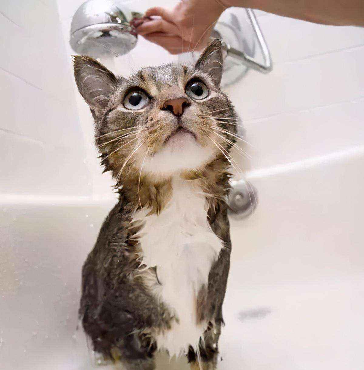 给猫咪洗澡的正确方法（在家怎么给猫咪洗澡的步骤）-大盘站插图1