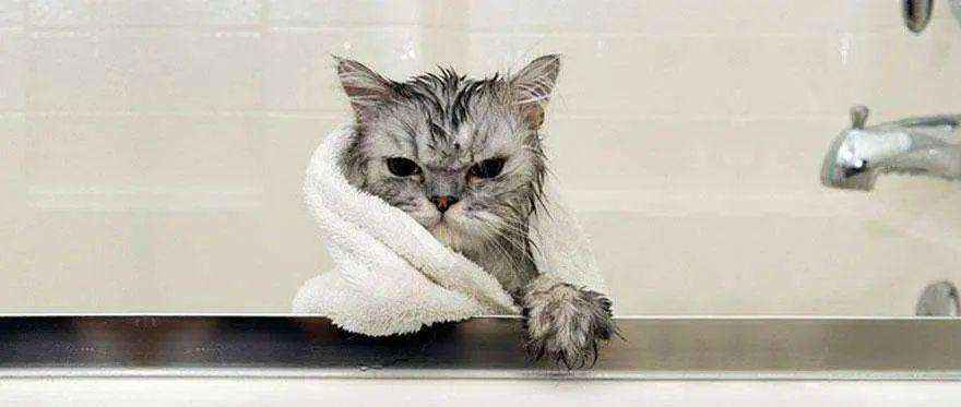 给猫咪洗澡的正确方法（在家怎么给猫咪洗澡的步骤）-大盘站插图4