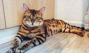 孟加拉豹猫多少人民币一只（纯种孟加拉豹猫市场价多少）-大盘站插图1